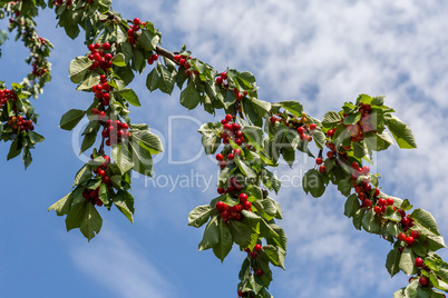 Red cherries in a tree