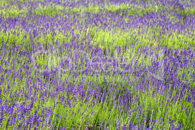 Close up of lavender field