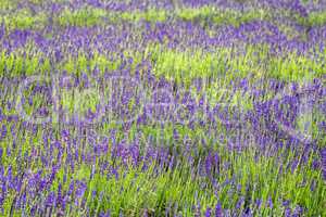 Close up of lavender field