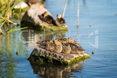 Young wild duck resting on the rock