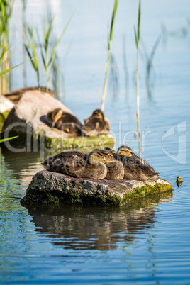 Young wild duck resting on the rock