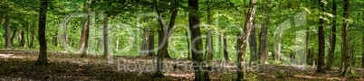 Green forest with oak trees at spring