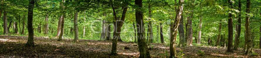 Green forest with oak trees at spring