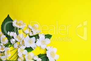 bouquet of blossoming jasmine with white flowers