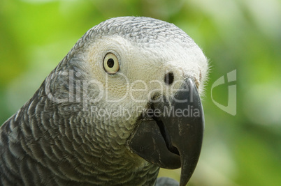 Graupapagei, Psittacus erithacus