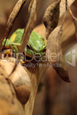 Magnificent tree frog Litoria splendida