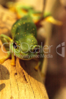 Magnificent tree frog Litoria splendida