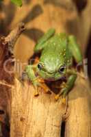 Magnificent tree frog Litoria splendida