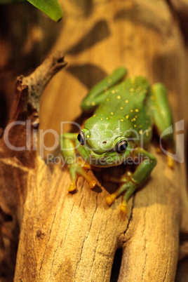 Magnificent tree frog Litoria splendida