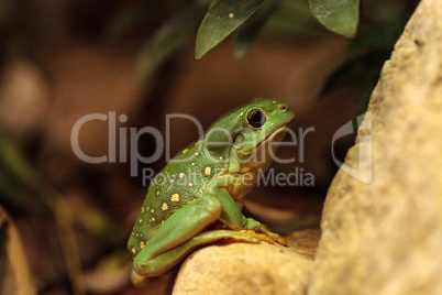 Magnificent tree frog Litoria splendida