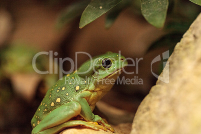 Magnificent tree frog Litoria splendida