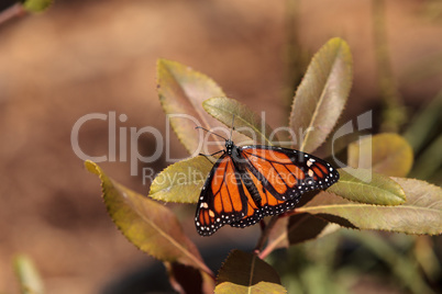 Monarch butterfly, Danaus plexippus, in a butterfly garden