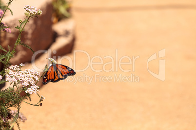 Monarch butterfly, Danaus plexippus, in a butterfly garden