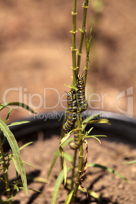 Monarch caterpillar, Danaus plexippus, in a butterfly garden