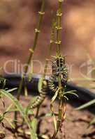 Monarch caterpillar, Danaus plexippus, in a butterfly garden