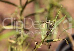 Monarch caterpillar, Danaus plexippus, in a butterfly garden