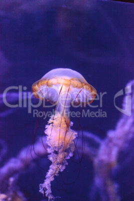Pacific sea nettle called Chrysaora fuscenscens