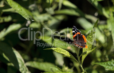 Red admiral butterfly, Vanessa atalanta, in a butterfly garden