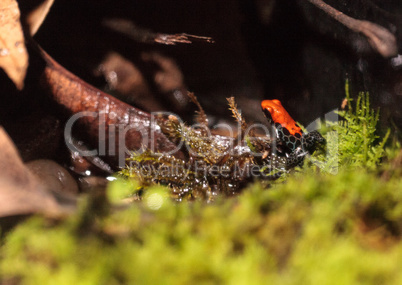 Red-backed poison dart frog Ranitomeya reticulata