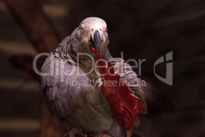 African grey parrot Psittacus erithacus