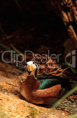 African pygmy goose Nettapus auritus