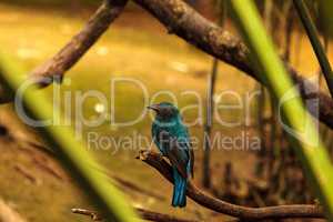 Asian Fairy bluebird, Irena puella