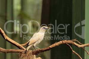 Bali myna bird Leucopsar rothschildi