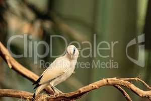 Bali myna bird Leucopsar rothschildi