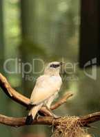 Bali myna bird Leucopsar rothschildi