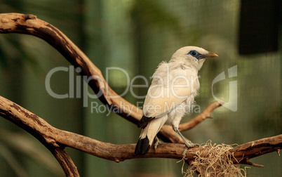 Bali myna bird Leucopsar rothschildi