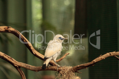 Bali myna bird Leucopsar rothschildi