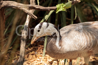 Bar-headed goose Anser indicus