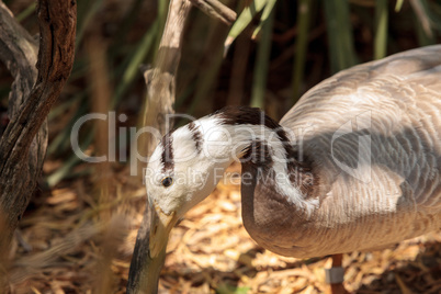 Bar-headed goose Anser indicus