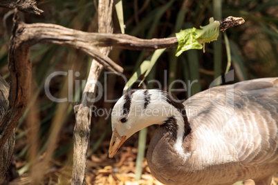 Bar-headed goose Anser indicus