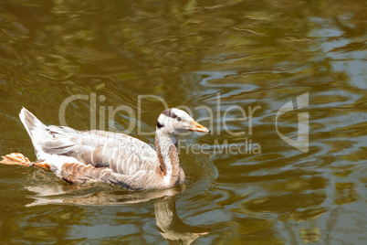 Bar-headed goose Anser indicus