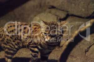 Black-footed cat Felis nigripes