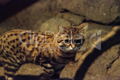 Black-footed cat Felis nigripes