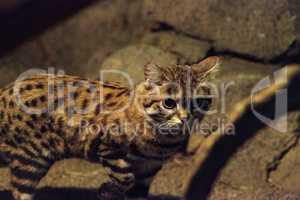 Black-footed cat Felis nigripes