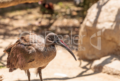 Hadada ibis called Bostrychia hagedash