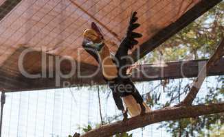 Knobbed hornbill bird Rhyticeros cassidix