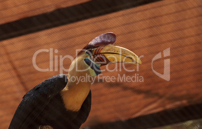 Knobbed hornbill bird Rhyticeros cassidix