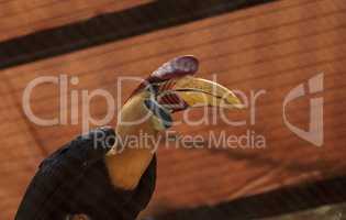 Knobbed hornbill bird Rhyticeros cassidix