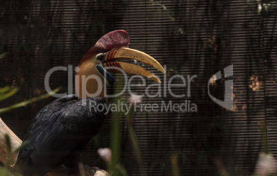 Knobbed hornbill bird Rhyticeros cassidix