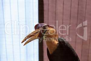 Knobbed hornbill bird Rhyticeros cassidix