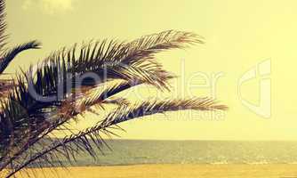 Palm tree on summer beach