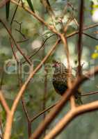 Mariana fruit dove Ptilinopus roseicapilla