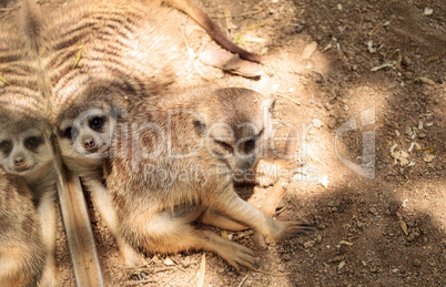 Meerkat , Suricata suricatta, on the lookout