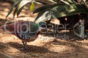 Mindanao bleeding-heart dove Gallicolumba crinigera