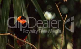 Northern red bishop bird Euplectes franciscanus