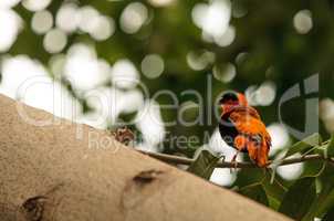 Northern red bishop bird Euplectes franciscanus